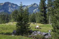 07__20170818-Schwaegalp-0056
